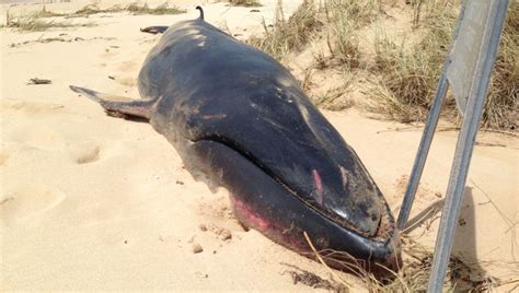 The world’s rarest whale Omura is captured on film for the FIRST time ...