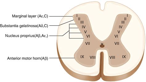 Spinal and Medullary Dorsal Horn Mechanisms | SpringerLink