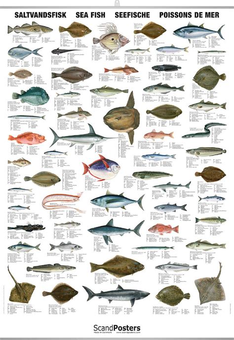 Saltwater Fish Chart | Detailed Sea Fish Poster