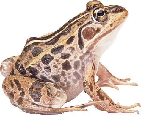 Grenouille Brune Vue latérale PNG transparents - StickPNG