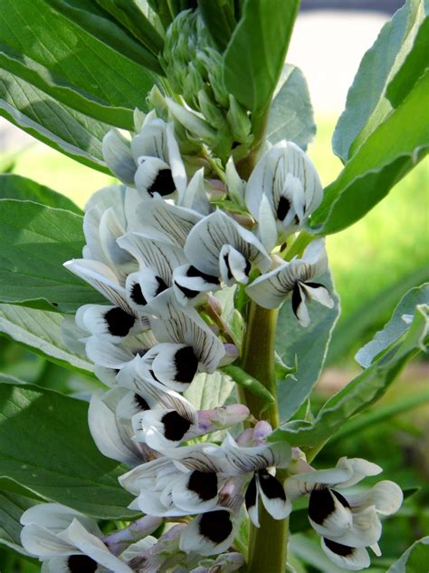 One Mother Hen: Flowering broad beans