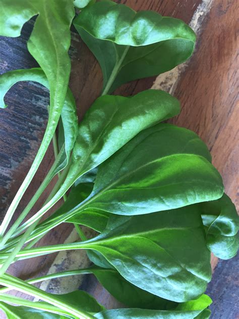 Tales from an Indoor Spinach Container Garden on Day 131 of Coronavirus Isolation - Those ...