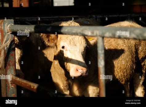 Melton Mowbray Cattle Market,Leicestershire England Stock Photo - Alamy