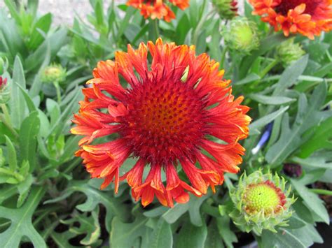 Gaillardia x grandiflora 'Fanfare Blaze' | Native Sons Wholesale Nursery