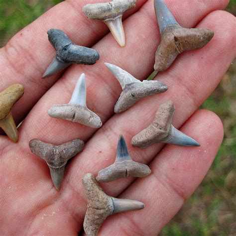 Lot of Lemon Shark Teeth from Miocene Epoch - PaleoCris