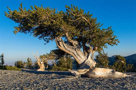 The Oldest Bristlecone Pine Tree In World