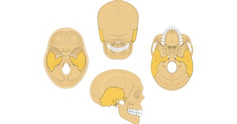 Temporal bone: anatomy and labeled diagram | GetBodySmart