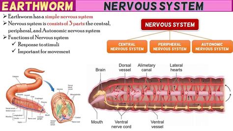Earthworm Nervous System Short Notes - Rajus Biology