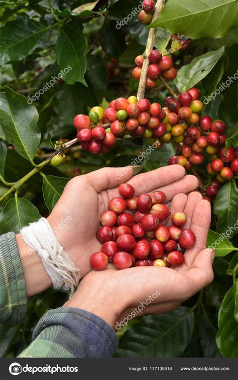 Coffee Beans Ripening Tree — Stock Photo © nimon_t #177139518