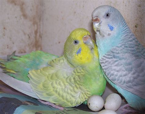 Parakeet Babies Eggs