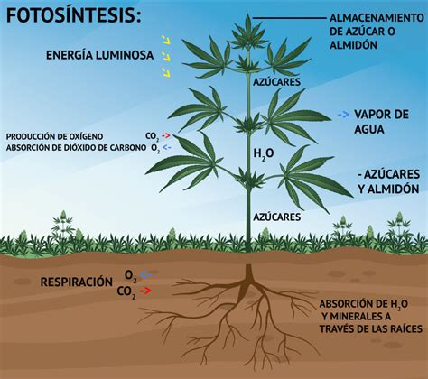 Fotosíntesis: ¿Qué Ocurre Durante la Fase Luminosa? - Sensi Seeds