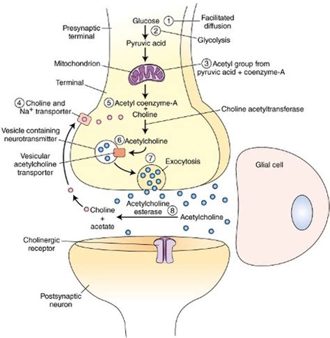 Hormones & Neurotransmitters Flashcards | Quizlet