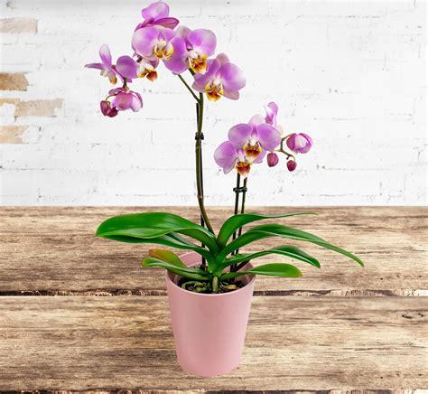 Orchid Phalaenopsis | Send Flowers | Free Delivery