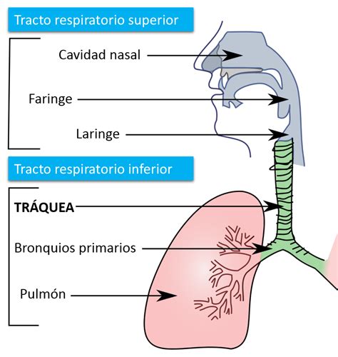 La Traquea Funcion Aparato Respiratorio Funciones Partes Enfermedades | The Best Porn Website