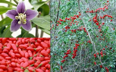 Lycium Barbarum Red Goji Wolf Berry Seeds | Fair Dinkum Seeds