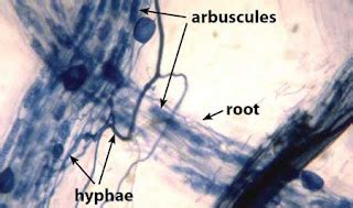 Glomeromycota: Definition, Characteristics, Structure, Reproduction ...