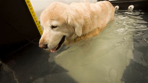 Hydrotherapy For Dogs: What Are The Benefits - The Canine Buddy