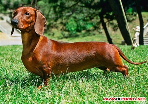 Dachshund - El perro salchicha - RazasDePerros.net