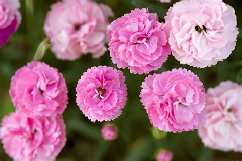 Carnation | Flower, Description, & Facts | Britannica