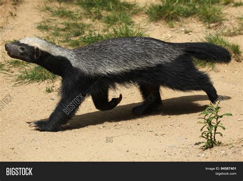 Honey Badger ( Image & Photo (Free Trial) | Bigstock