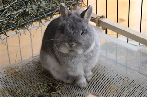 Rabbit Litter Box With Grate: (Cost and Where to Buy It) - Pet Spruce