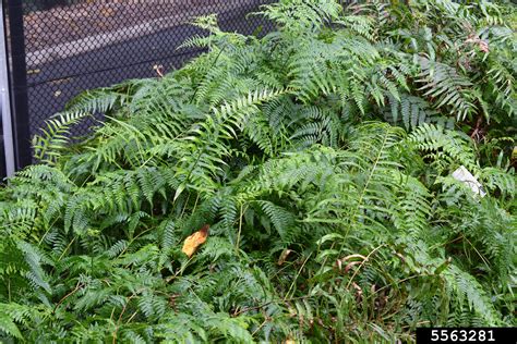 swamp water fern (Blechnum indicum)