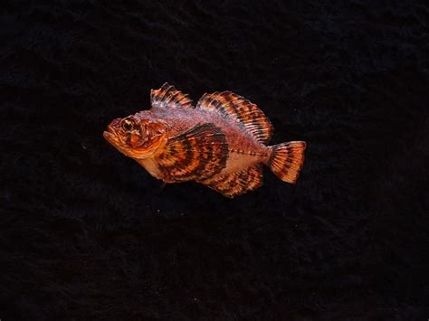 Sculpin « Bilz Rockfish