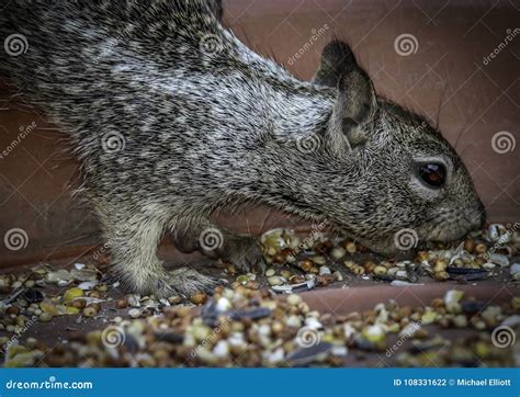 Ground Squirrel stock photo. Image of macro, alert, digger - 108331622