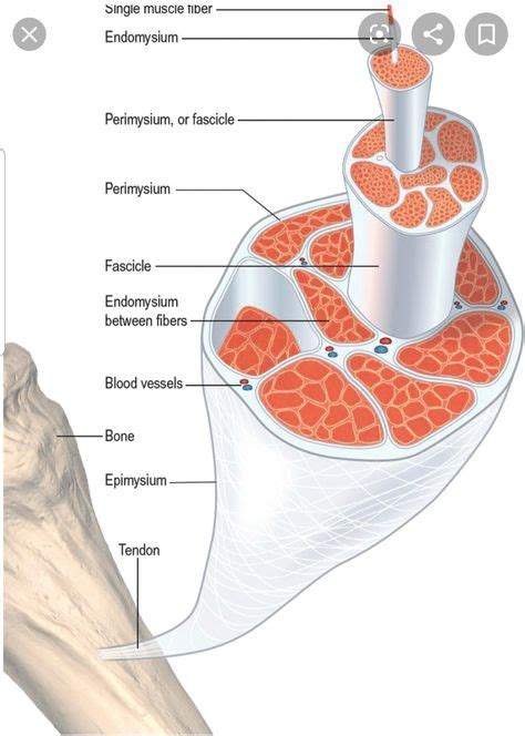 9 Fascia ideas | fascia, deep fascia, myofascial release