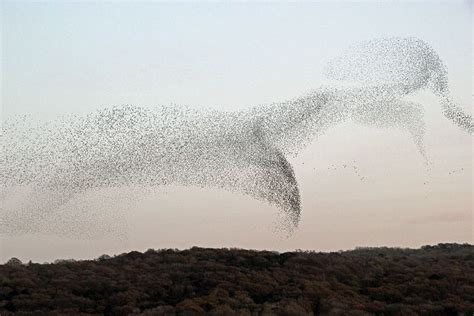 26 best images about Murmurations of Starlings on Pinterest | Peregrine ...