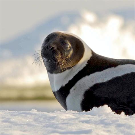 Ribbon Seal – "OCEAN TREASURES" Memorial Library