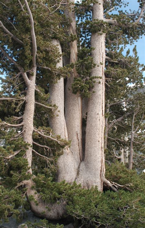 Pinus albicaulis | Threatened Conifers of the World (en-GB)