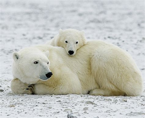 Voir les ours blancs 2020 - Siel Canada