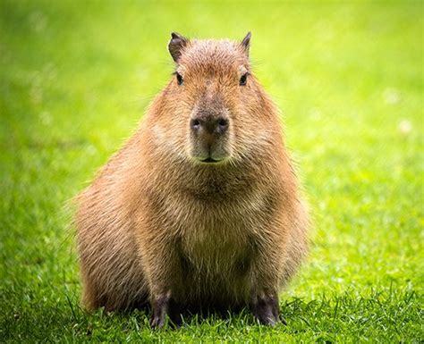 capybara - Kids | Britannica Kids | Homework Help