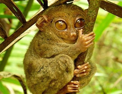 PHILIPPINE TARSIER LIFE EXPECTANCY