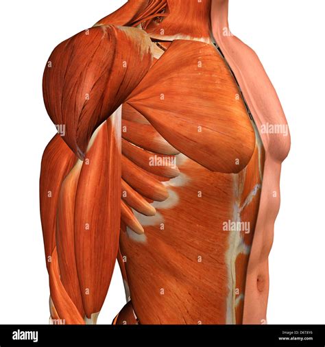 Cross-section anatomy of male chest, abdomen and groin muscles Stock Photo - Alamy