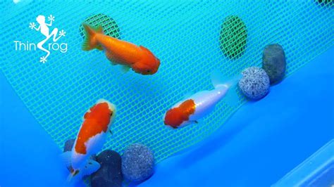 How to Breed Goldfish (Breeding Tank) (Ep.1) - YouTube