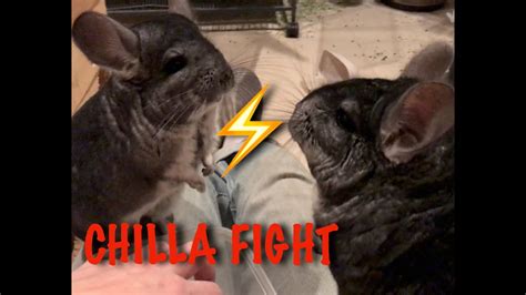 Chinchilla's fight - YouTube