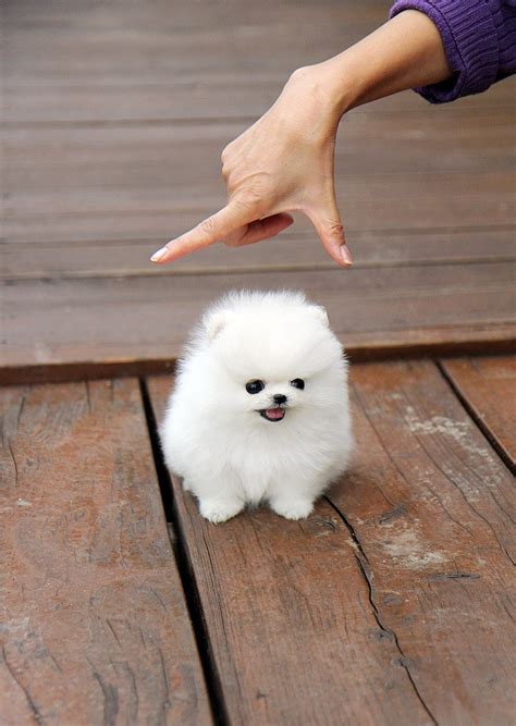 Snowball With Feet | Cute animals, Cute dogs, Cute little puppies