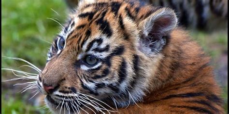 5 Tiger Cubs Rescued In Wildlife Trafficking Sting - The Dodo