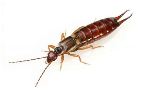 Earwigs | Insect Facts | Adams™