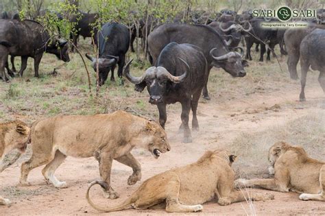 Lions vs Buffalo | Sabi Sabi Private Game Reserve Blog