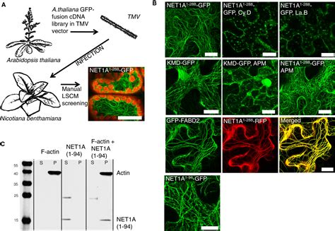 A Superfamily of Actin-Binding Proteins at the Actin-Membrane Nexus of ...