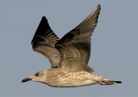 Juvenile Yellow-legged Gull - BirdGuides