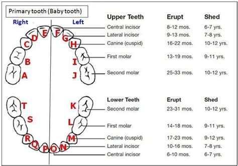 baby teeth eruption chart australia - Ferdinand Moreland