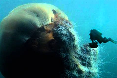 Lion's Mane Jellyfish Is The Biggest Jellyfish In The World