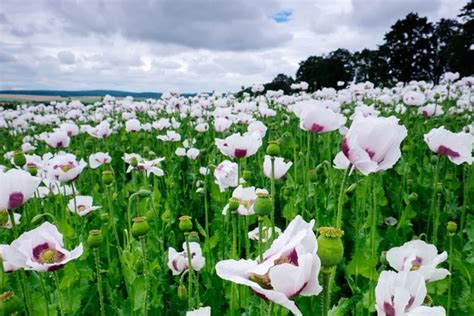 Landscape with white poppy field — Stock Photo © Weasel #50115345