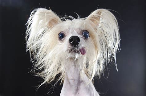 Professional Portraits of Hairless Dogs Captures Their Hilarious Expressions