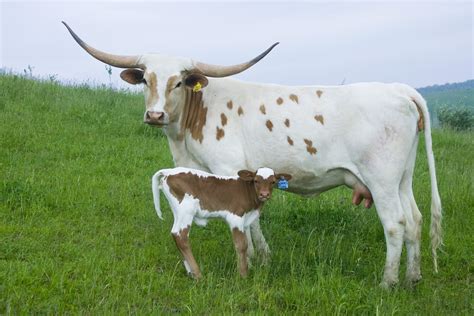 Texas Longhorn Cattle Photos