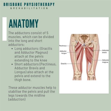 Adductor Injury & Adductor Groin Muscle Strain - Brisbane Physiotherapy